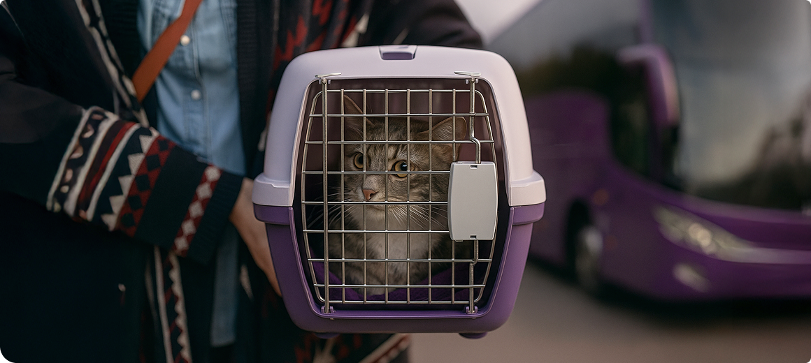  Transporte de animais